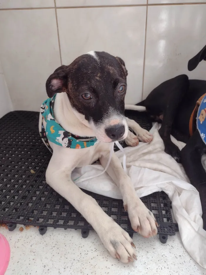 Cachorro ra a SRD-ViraLata idade 2 a 6 meses nome Mascara