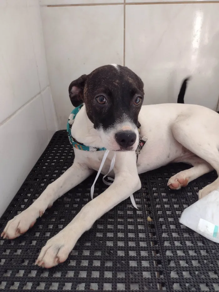 Cachorro ra a SRD-ViraLata idade 2 a 6 meses nome Mascara