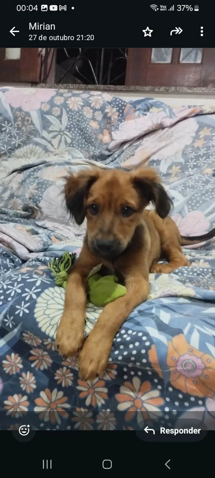 Cachorro ra a SRD-ViraLata idade 2 a 6 meses nome Apolo