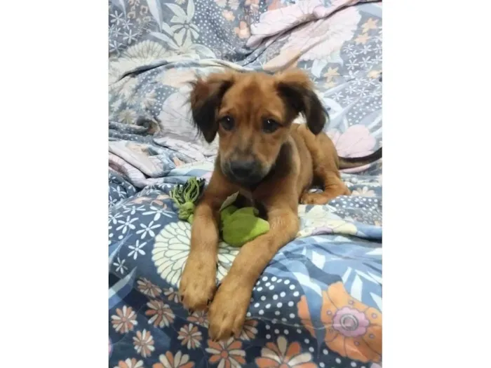 Cachorro ra a SRD-ViraLata idade 2 a 6 meses nome Apolo