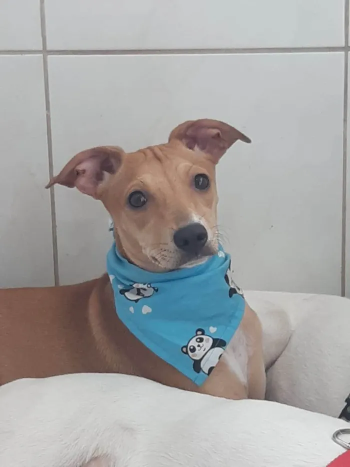 Cachorro ra a SRD-ViraLata idade 2 a 6 meses nome Mel