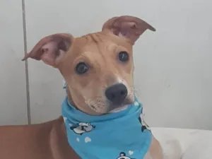 Cachorro raça SRD-ViraLata idade 2 a 6 meses nome Mel