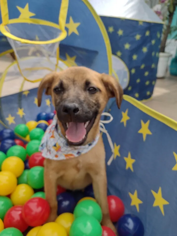 Cachorro ra a SRD-ViraLata idade 2 a 6 meses nome Perola