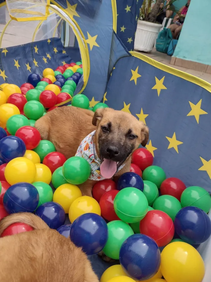 Cachorro ra a SRD-ViraLata idade 2 a 6 meses nome Perola