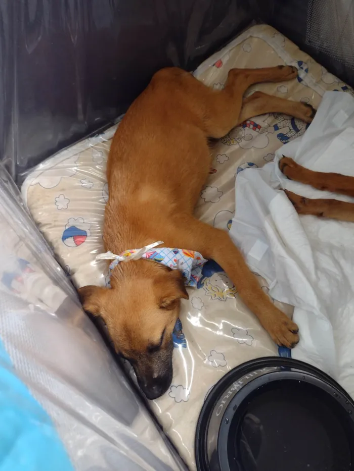 Cachorro ra a SRD-ViraLata idade 2 a 6 meses nome Perola