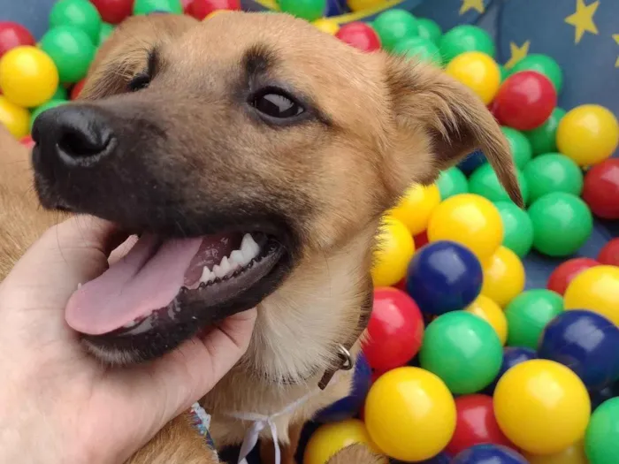 Cachorro ra a SRD-ViraLata idade 2 a 6 meses nome Safira 