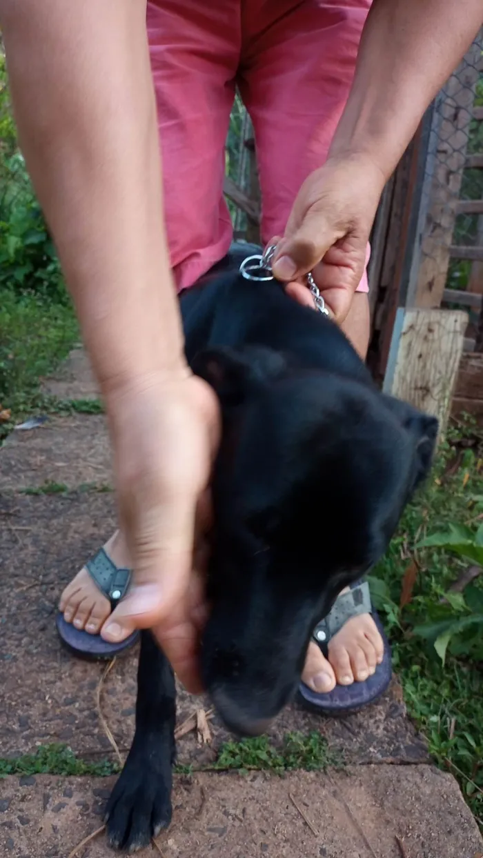 Cachorro ra a SRD-ViraLata idade 7 a 11 meses nome Toddy Café