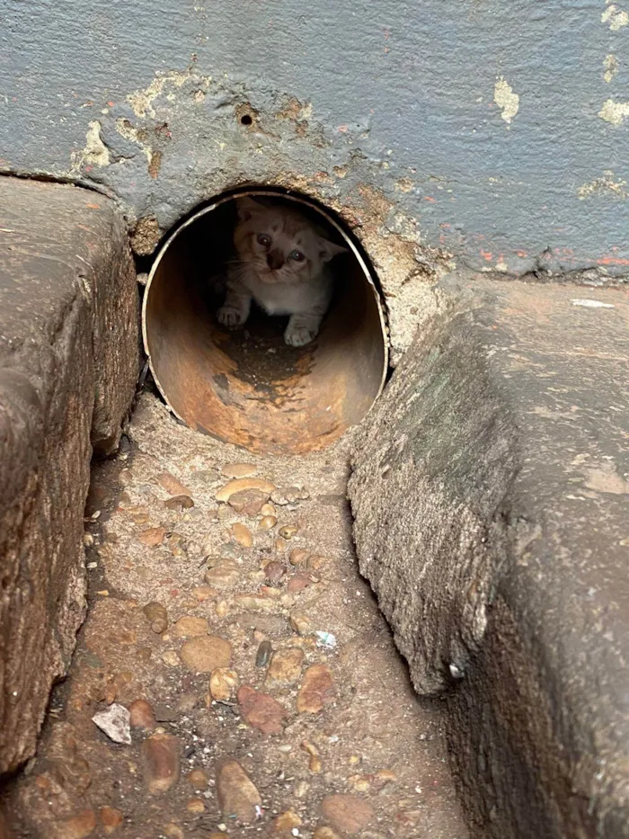 Gato ra a SRD-ViraLata idade Abaixo de 2 meses nome Mussarela e Presunto 