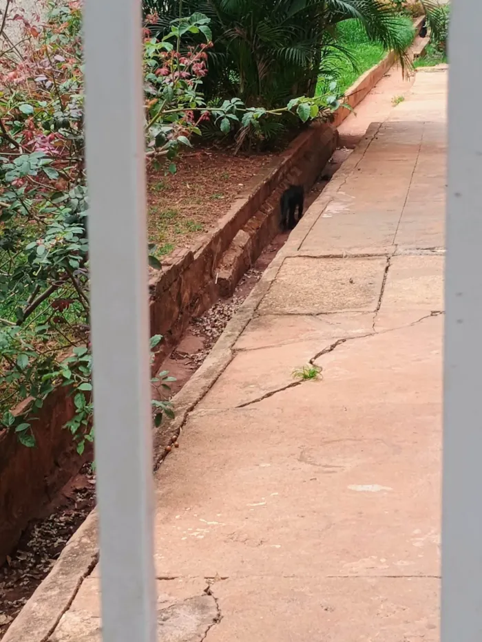 Gato ra a SRD-ViraLata idade Abaixo de 2 meses nome Mussarela e Presunto 