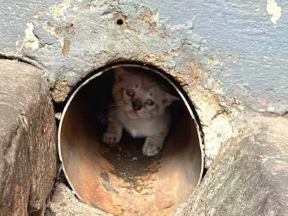 Gato raça SRD-ViraLata idade Abaixo de 2 meses nome Mussarela e Presunto 