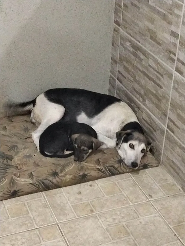 Cachorro ra a SRD-ViraLata idade 6 ou mais anos nome Princesa 