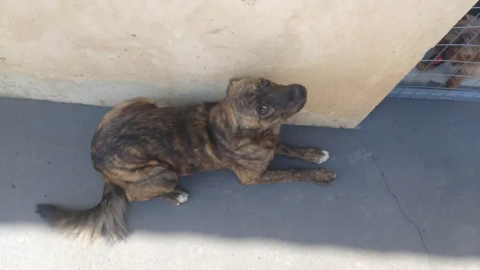 Cachorro ra a SRD-ViraLata idade 6 ou mais anos nome Luna