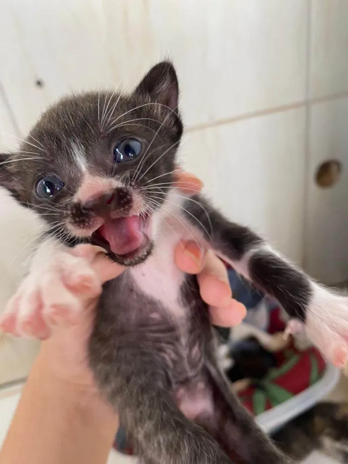 Gato ra a SRD-ViraLata idade 2 a 6 meses nome Sem Nome