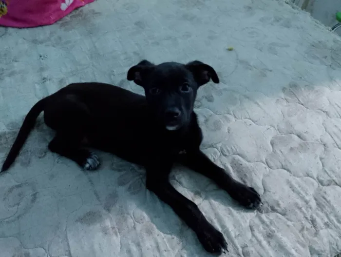 Cachorro ra a SRD-ViraLata idade 2 a 6 meses nome Vitoria