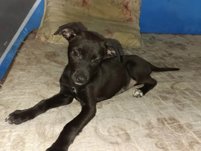 Cachorro ra a SRD-ViraLata idade 2 a 6 meses nome Vitoria