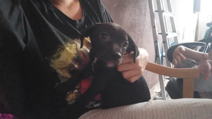 Cachorro ra a SRD-ViraLata idade Abaixo de 2 meses nome Pretinho