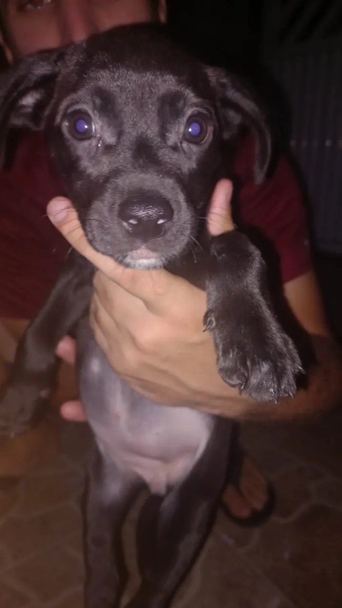 Cachorro ra a SRD-ViraLata idade Abaixo de 2 meses nome Pretinho