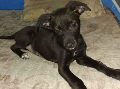 Cachorro raça SRD-ViraLata idade 2 a 6 meses nome Vitoria