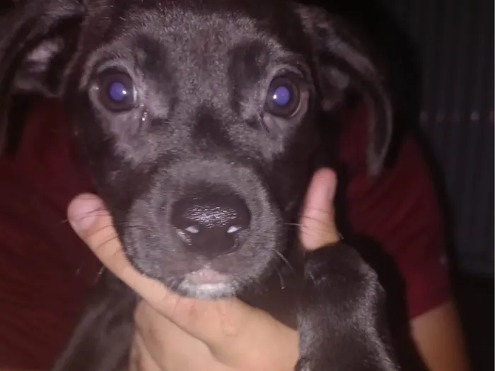 Cachorro ra a SRD-ViraLata idade Abaixo de 2 meses nome Pretinho