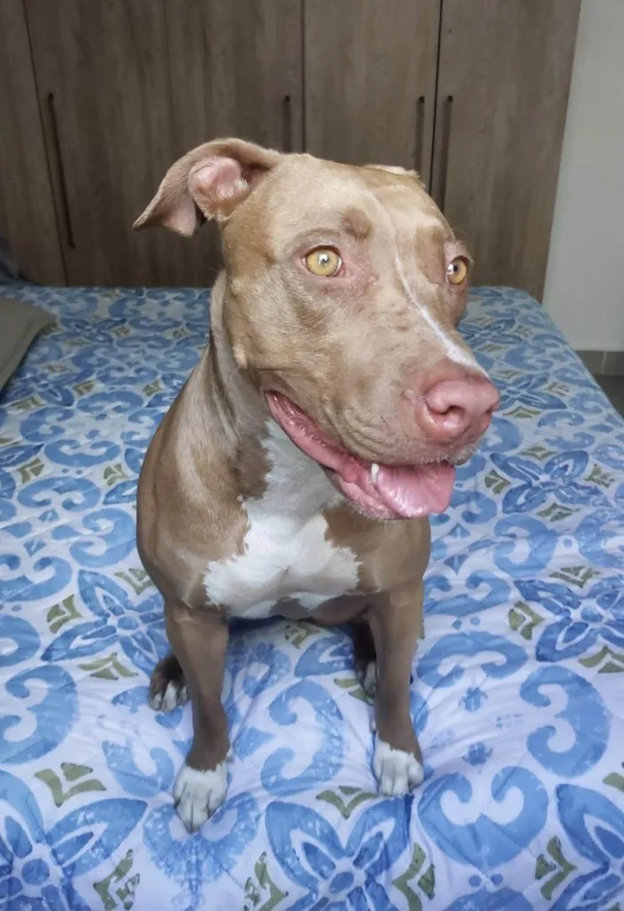 Cachorro ra a Pit-Bull idade 2 anos nome Meg