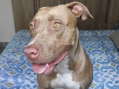 Cachorro raça Pit-Bull idade 2 anos nome Meg