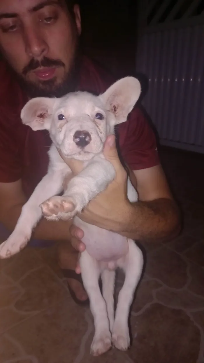 Cachorro ra a SRD-ViraLata idade Abaixo de 2 meses nome Branquinho 