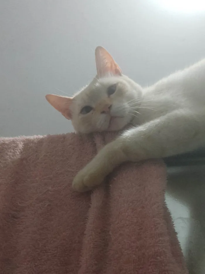 Gato ra a SRD-ViraLata idade 4 anos nome Tobias 