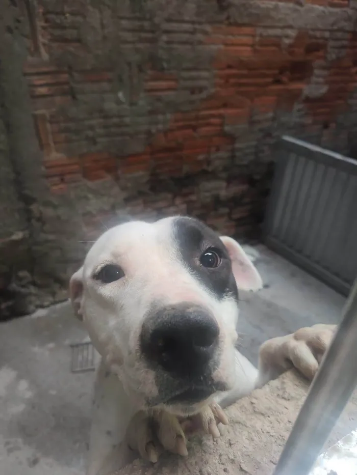 Cachorro ra a Pit-Bull idade 7 a 11 meses nome Gaia