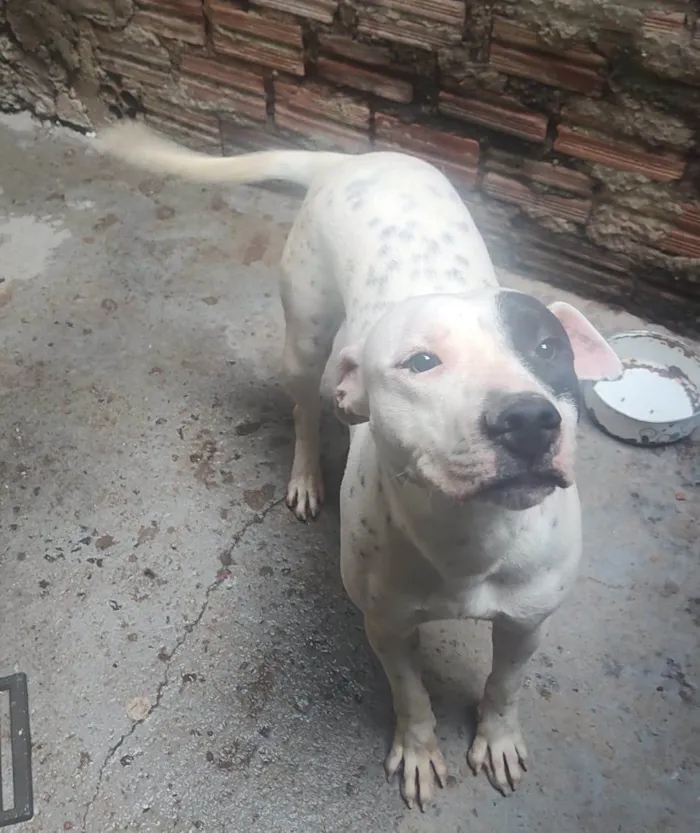 Cachorro ra a Pit-Bull idade 7 a 11 meses nome Gaia