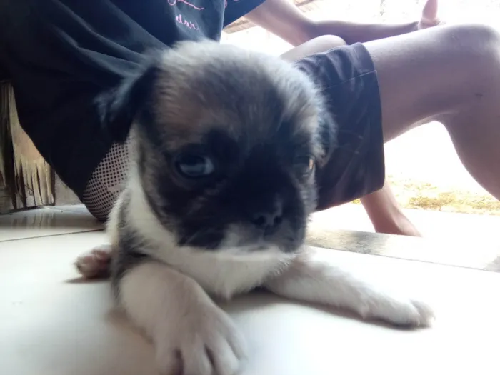 Cachorro ra a SRD-ViraLata idade Abaixo de 2 meses nome Billy 