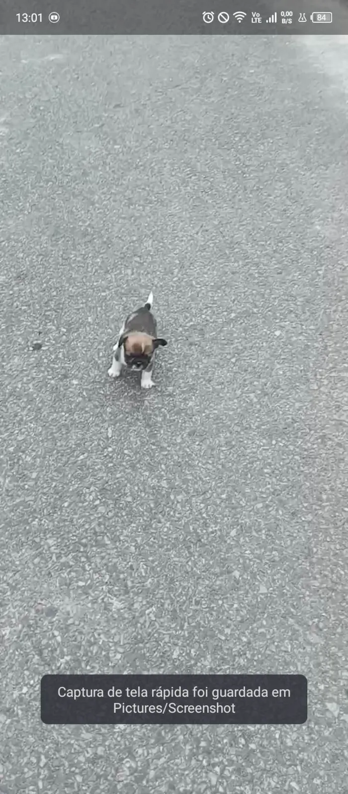 Cachorro ra a SRD-ViraLata idade Abaixo de 2 meses nome Billy 