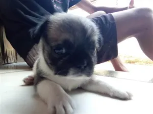 Cachorro raça SRD-ViraLata idade Abaixo de 2 meses nome Kaique Gabriel Machado Dias