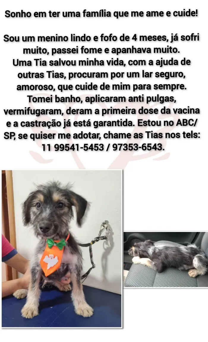 Cachorro ra a SRD-ViraLata idade 2 a 6 meses nome Chico