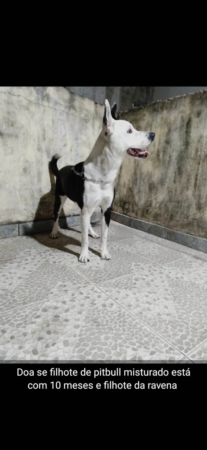 Cachorro ra a SRD-ViraLata idade 1 ano nome Thor 