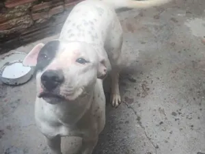 Cachorro raça Pit-Bull idade 7 a 11 meses nome Gaia