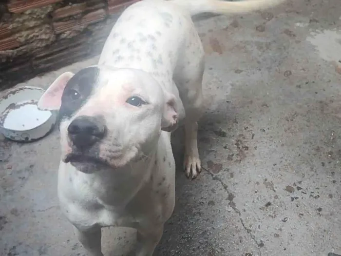 Cachorro ra a Pit-Bull idade 7 a 11 meses nome Gaia