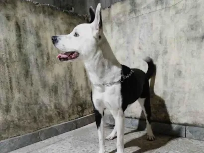 Cachorro raça SRD-ViraLata idade 1 ano nome Thor 