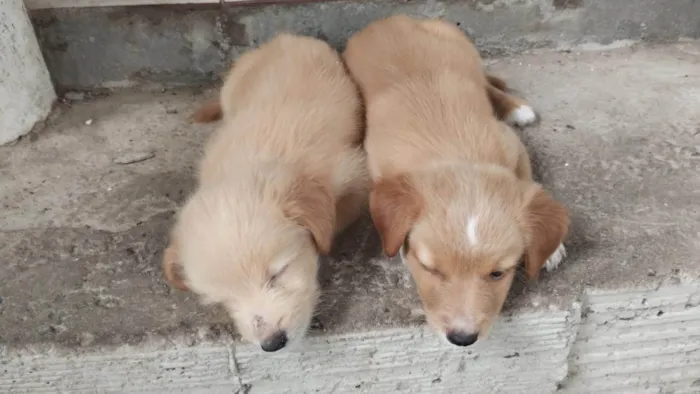 Cachorro ra a SRD-ViraLata idade Abaixo de 2 meses nome Marronzinho