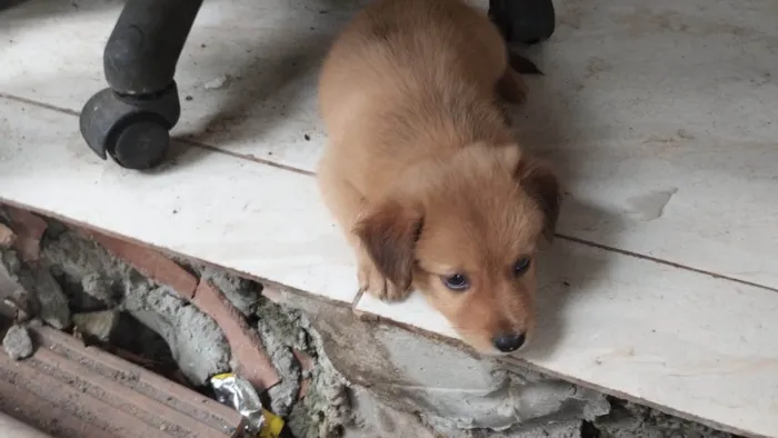 Cachorro ra a SRD-ViraLata idade Abaixo de 2 meses nome Marronzinho