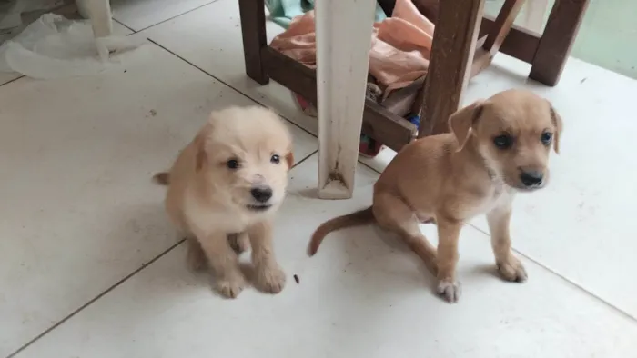 Cachorro ra a SRD-ViraLata idade Abaixo de 2 meses nome Marronzinho