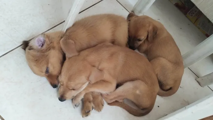 Cachorro ra a SRD-ViraLata idade Abaixo de 2 meses nome Marronzinho