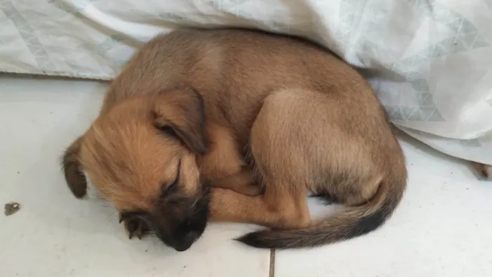 Cachorro ra a SRD-ViraLata idade Abaixo de 2 meses nome Marronzinho