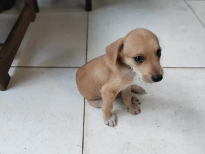 Cachorro ra a SRD-ViraLata idade Abaixo de 2 meses nome Marronzinho