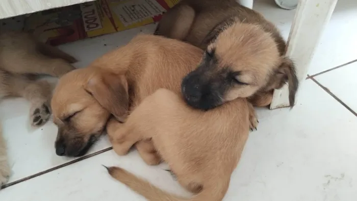 Cachorro ra a SRD-ViraLata idade Abaixo de 2 meses nome Marronzinho