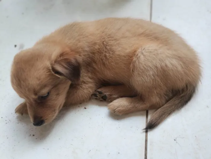 Cachorro ra a SRD-ViraLata idade Abaixo de 2 meses nome Marronzinho