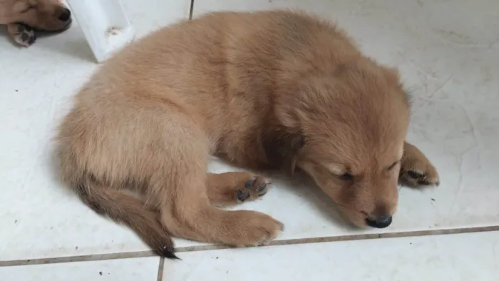 Cachorro ra a SRD-ViraLata idade Abaixo de 2 meses nome Marronzinho