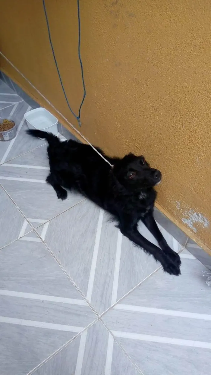 Cachorro ra a SRD-ViraLata idade 7 a 11 meses nome iscai 