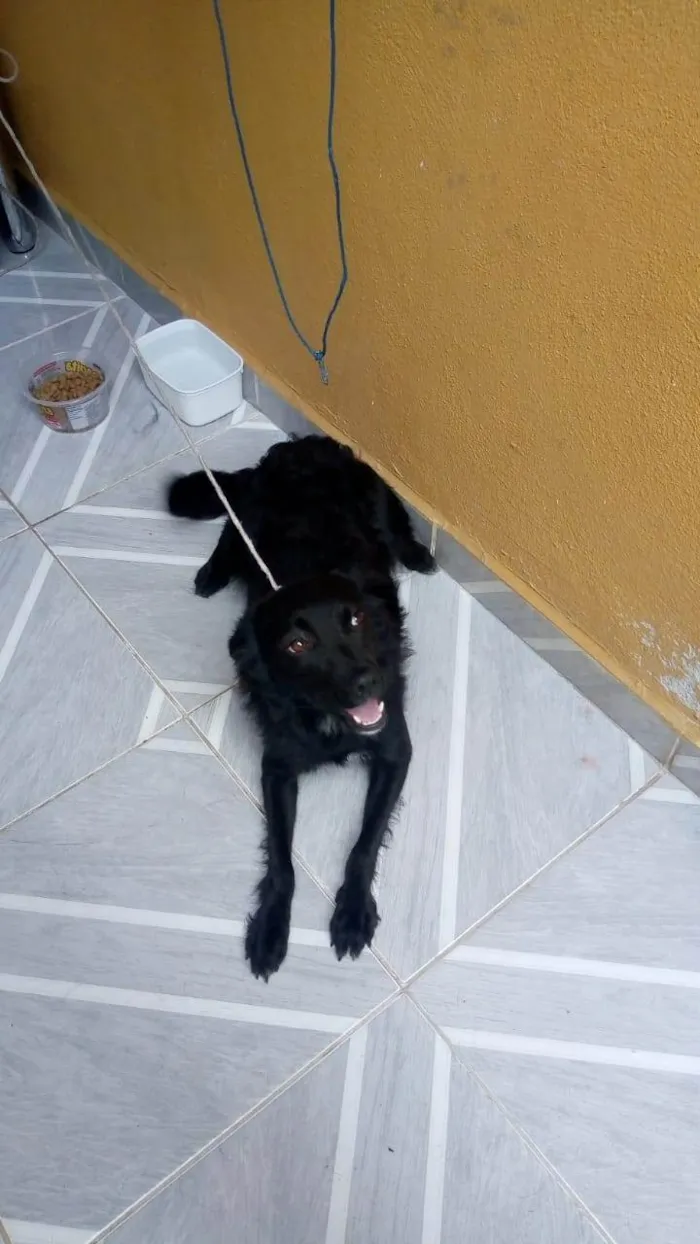 Cachorro ra a SRD-ViraLata idade 7 a 11 meses nome iscai 