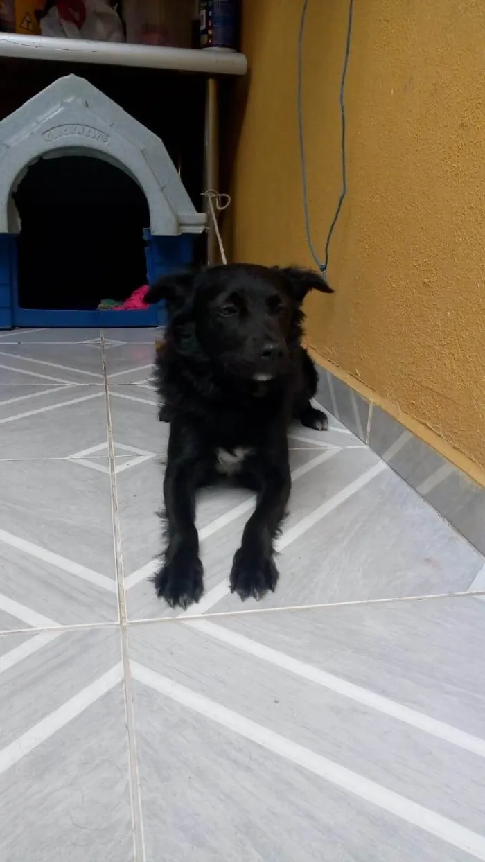 Cachorro ra a SRD-ViraLata idade 7 a 11 meses nome iscai 