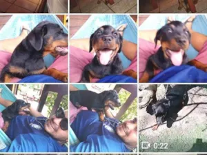 Cachorro raça Rottweiler idade 2 anos nome Xena 